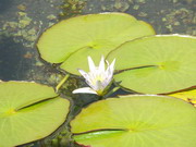 Musée du Caire - lotus