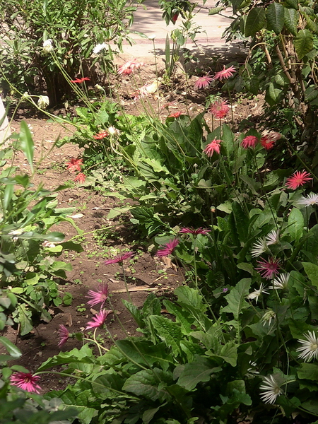 Assouan - jardin botanique de l'île Kitchener