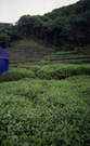 Plantation de thé