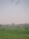 Abusir (EG03-098.jpg)