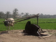 Abusir - âne et chadouf (EG03-103.jpg)