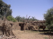 Bahhareyia - oasis (EG03-143.jpg)