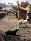 Abusir (EG03-250.jpg)