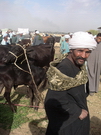 Louxor - Camel market