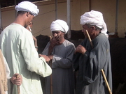 Louxor - Camel market, les négociateurs