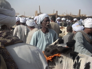 Louxor - Camel market, au milieu du cheptel