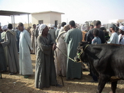 Louxor - Camel market