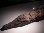 Louxor - musée de la momie - crocodile