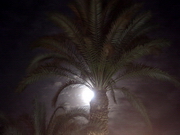 Louxor by night - lune sous les palmiers