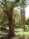 Assouan - jardin botanique de l'île Kitchener (EG04-4030.jpg)