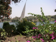 Assouan - jardin botanique de l'île Kitchener
