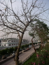 Louxor - la corniche (EG04-4052.jpg)