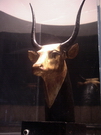 Musée égyptien de Louxor - tête de vache Hathor