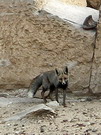 Abousir - un chacal !