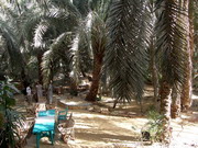 Siwa - hôtel Palm Trees