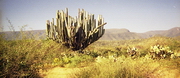 Oaxaca - cactus agave, servant à fabriquer le mezcal