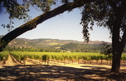 Napa Valley