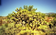Bakersfield - Joshua Tree