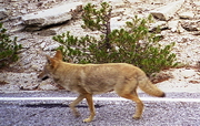 Yosemite - loup sauvage rencontré sur la route
