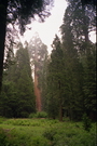 Sequoia National Park