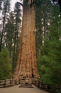 Sequoia National Park - le célèbre "Général Sherman"