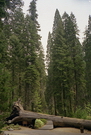 Sequoia National Park - tunnel routier