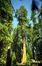 Sequoia National Park
