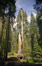 Sequoia National Park - même au 3/4 pourri, il verdit à la cîme