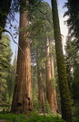 Sequoia National Park
