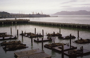 San Francisco - Otaries au Pier 39